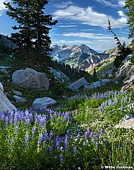 Timpanogos Lupine 072312bvrt