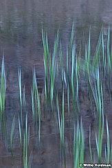 Abstract grasses in water, Impressionistic