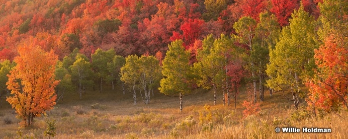 Autumn Maple Meadowpan 092212
