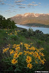 Timpanogos Yellow Daisies 052913 5188