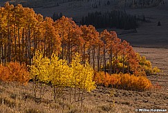 Orange Yellow Aspens 100919 6860 3