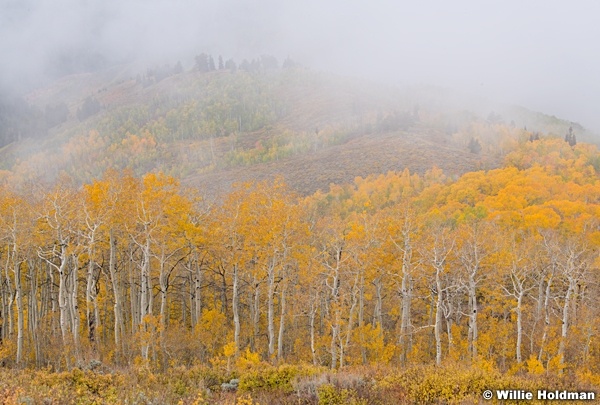 Golden Aspens Fog 092921 5517