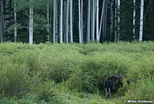 Two Moose 080713 0954