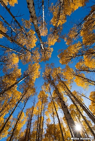 Golden Aspens 101017 1005