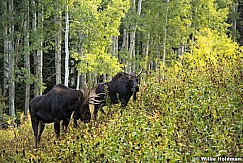 Two Bull Moose 091717 0234