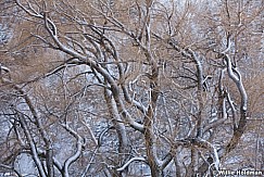 Snow Tree Twist 121510 41
