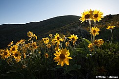 Yellow Daisies 052913 5301