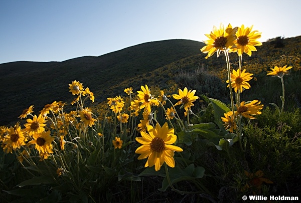 Yellow Daisies 052913 5301