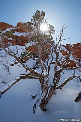 Teasdale Winter Juniper 033023 0827