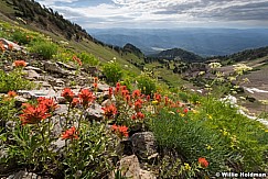 Wasatch Ridge Line Paintbrush 071816 2