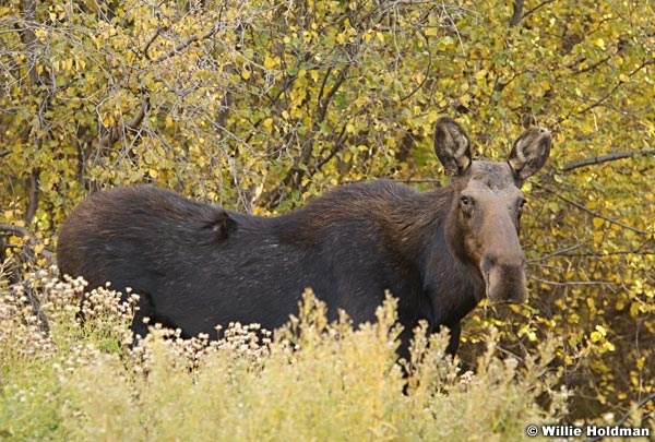 moosescruboak030307 1102