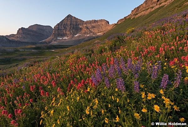 Timpanogos Sunrise Wildflowers 080216 7321 2