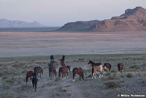 Wild Horses 051621 8845