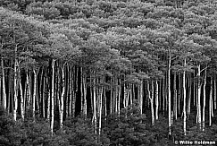 aspenlinesimacon sharpBW