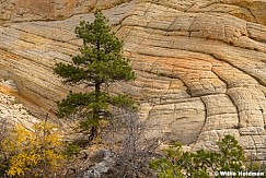 Ponderosa Pine Sandstone 102724 4393