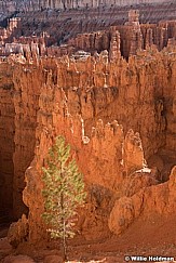 Bryce Canyon Ponderosa 040616 4437