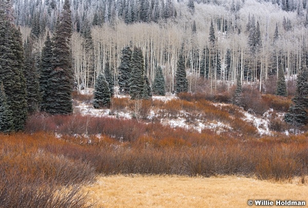 Rust Frost Trees 111716 2834 3 1