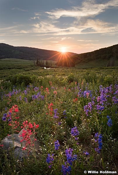 Mountain Wildflowers Sunset 071017 1232