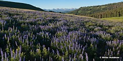 Lakecreeklupine072410