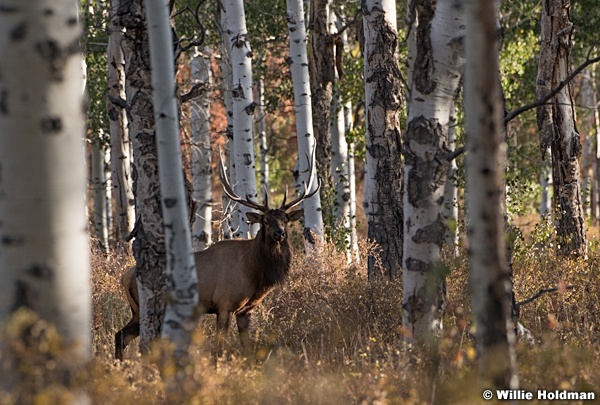 Elk Among Aspens 092820 1211 5