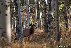 Elk Among Aspens 092820 1211 5