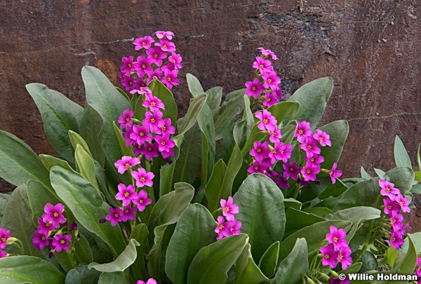 Parrys Primrose Wildflower Wasatch 080619 7802 2