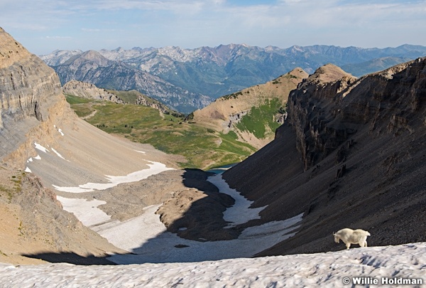 Timpanogos Mtn Goat 082917 5201