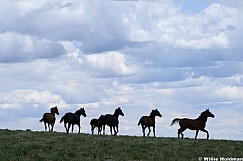 Wild horses silhoutte 070126 3232 2