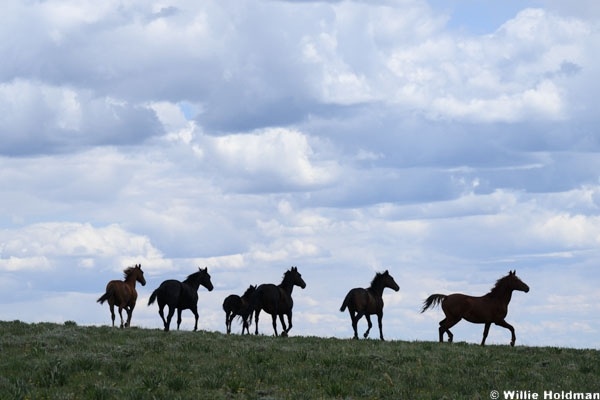 Wild horses silhoutte 070126 3232 2