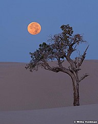 Lone Tree Full Moon 082618 7668 2 6x7F