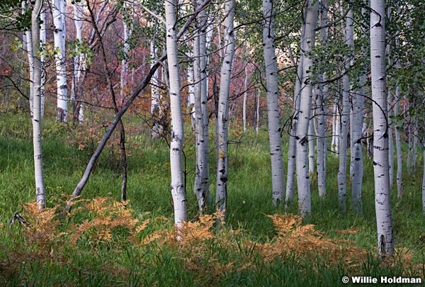 Ferns Aspens Autumn 091915 7289 2