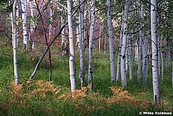 Ferns Aspens Autumn 091915 7289 2