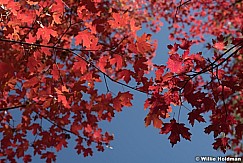 Mplae Leaves 100121 7593
