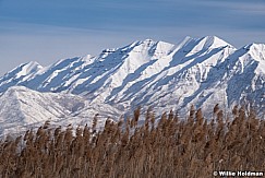 Timpanogos Grasses 022118 3252