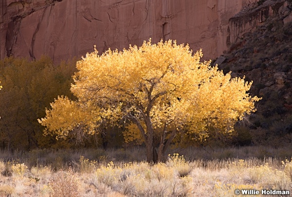 Yellow Cottonwood Capitol Reef 102819 3495 3