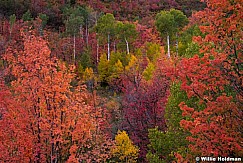 Autumn Spectrum 100522 0925