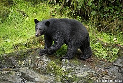 Black Bear 081916 5041