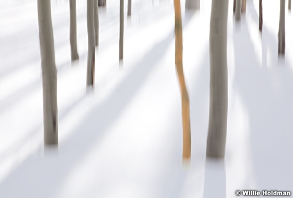 Gold Aspen Abstract 1022412 85
