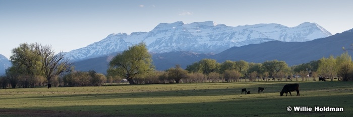 Spring Green Pasture Heber Pan050219 76254