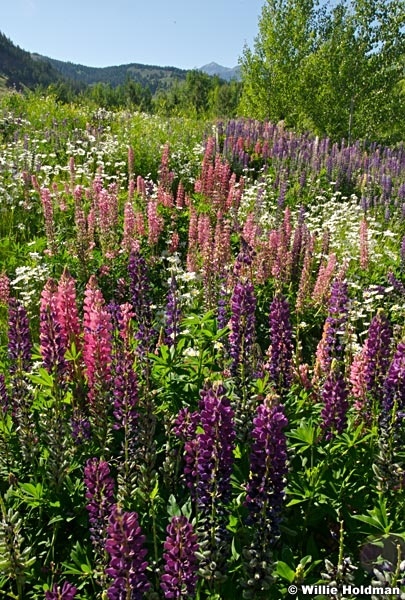 mtnwildflowers070908 3262