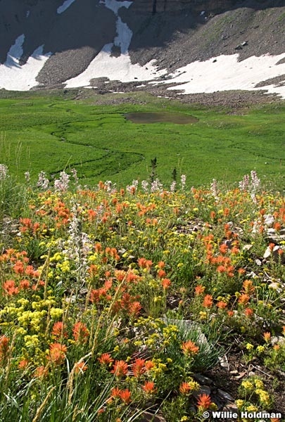 wildflowers073009 606