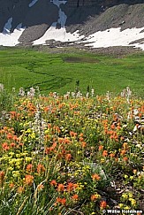 wildflowers073009 606