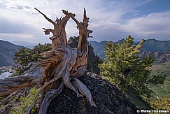 Bristle Cone Pine 070819 9785 2