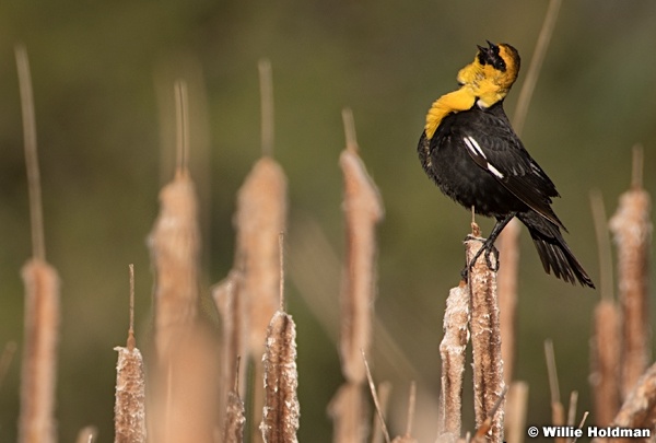 Yellow Headed Blackbird 050821 6575 3