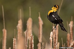 Yellow Headed Blackbird 050821 6575 3