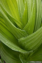 Skunk Cabbage Detail 063019 7807