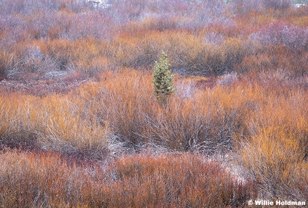 Lone pine among colorful willows, Uinta mountains, utah