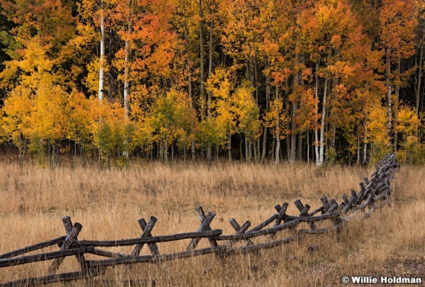 Fence Aspens Autumn 100115 3