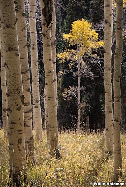 Aspen Framed 100619 5958 4