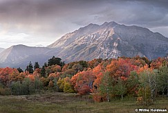 Timpanogos Cascade Meadow 092819 3556